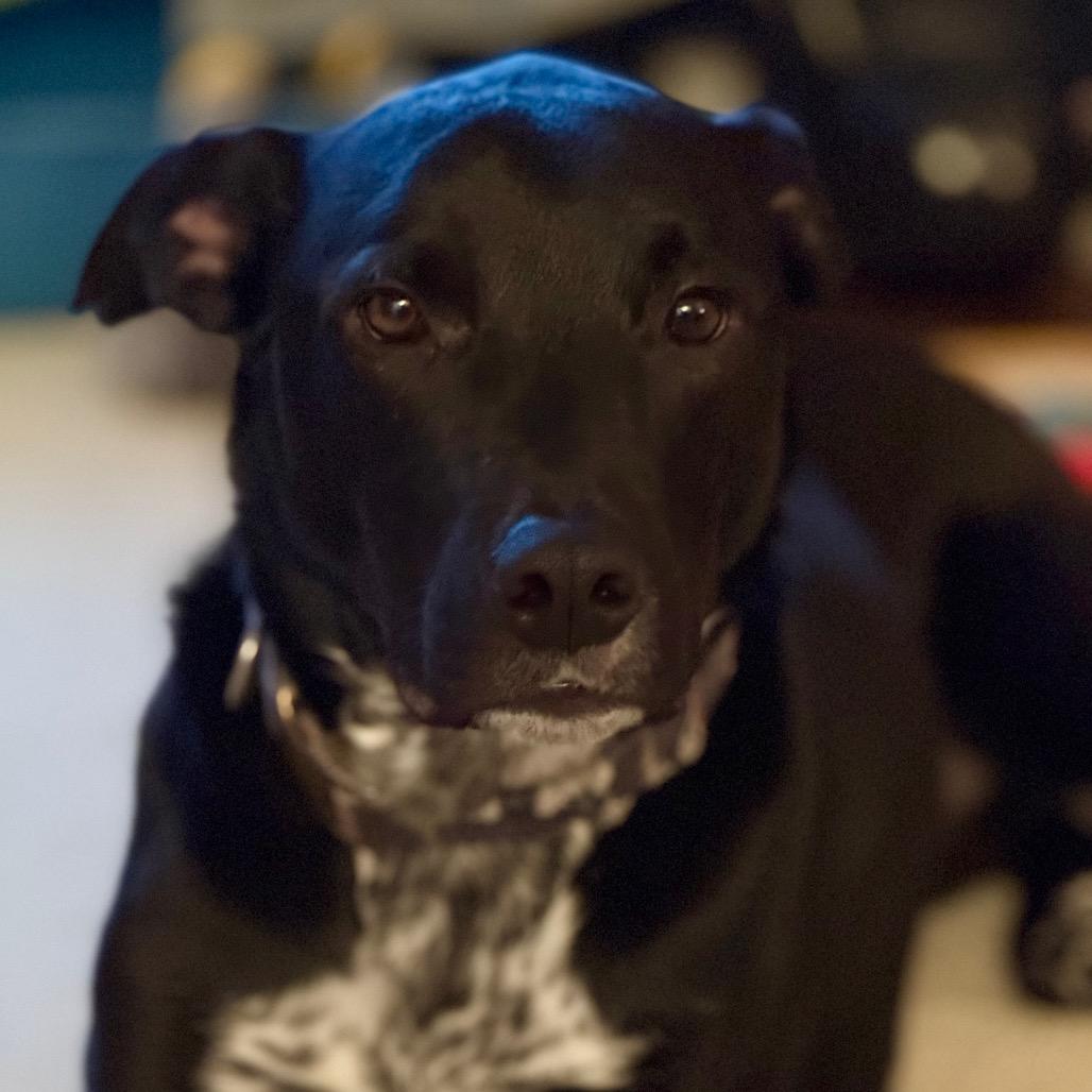 Enlarge Dewey 22387, a Adoptable mixed breed in Minneapolis, MN image 6/6