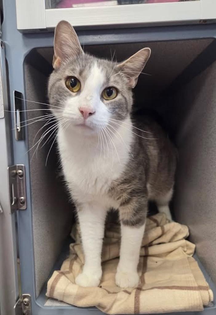 Enlarge Amigo, a Adoptable mixed breed in Liverpool, NY image 3/5