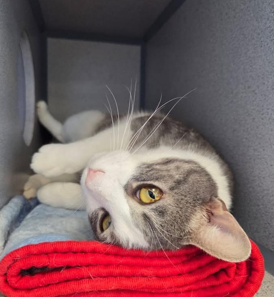 Enlarge Amigo, a Adoptable mixed breed in Liverpool, NY image 4/5