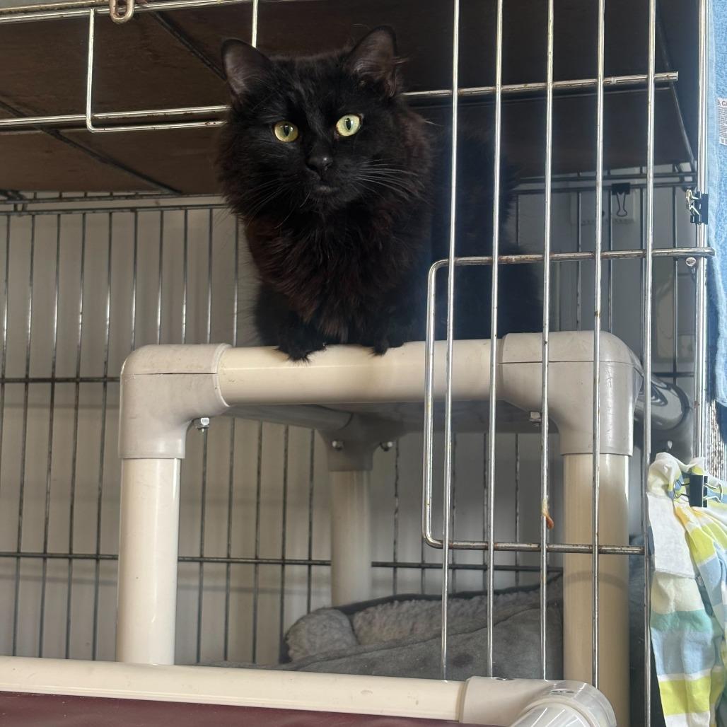 Crunch Wrap Supreme, ADOPTABLE, Adult Male Domestic Medium Hair.