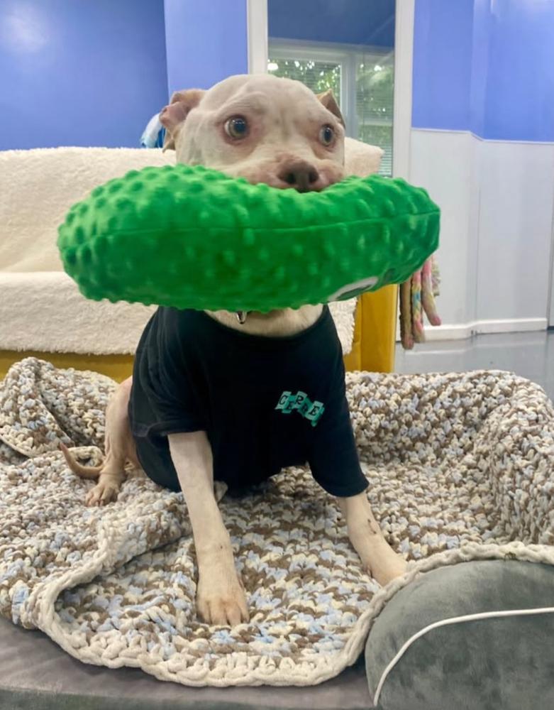 Mims, Adoptable, Senior Female Labrador Retriever & Terrier.