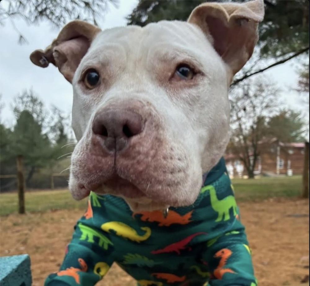 Enlarge Mims, a Adoptable mixed breed in New York, NY image 3/6