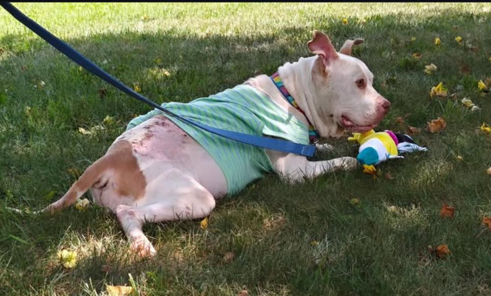 Enlarge Mims, a Adoptable mixed breed in New York, NY image 4/6