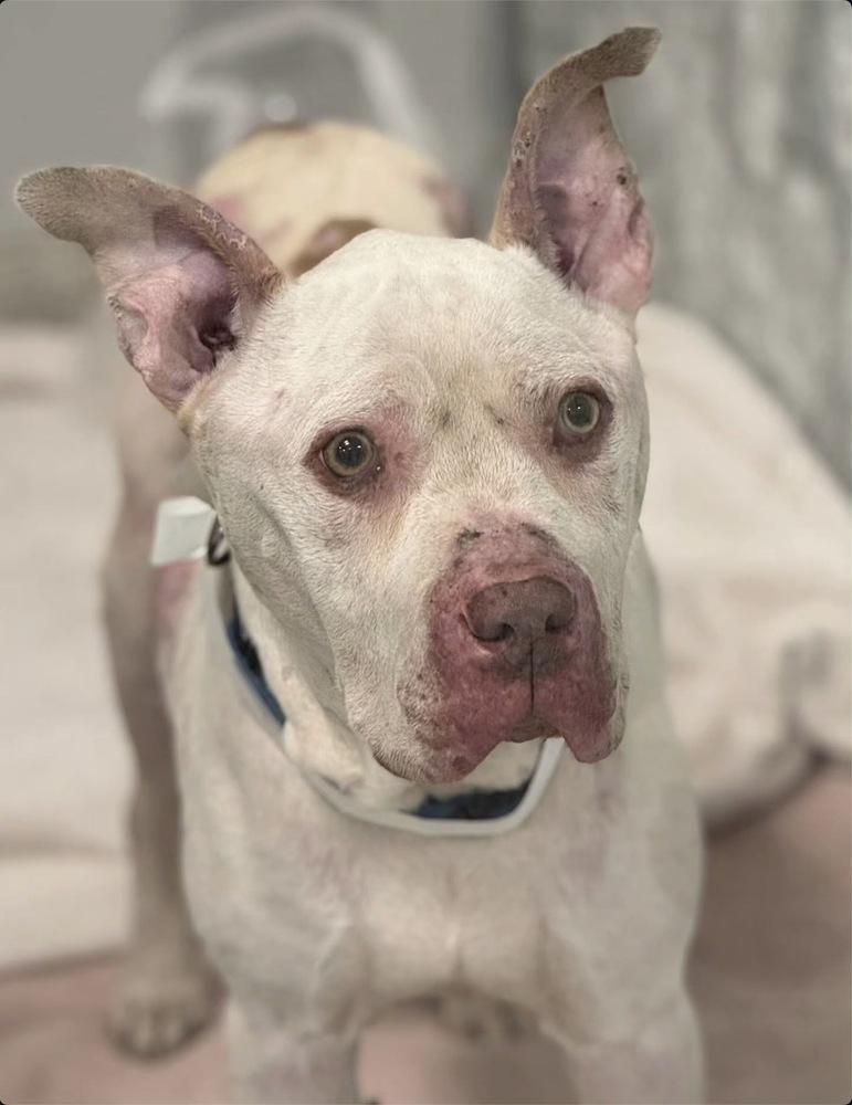 Enlarge Mims, a Adoptable mixed breed in New York, NY image 5/6