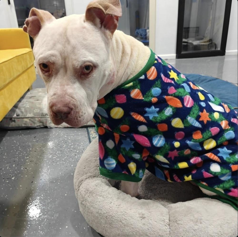 Enlarge Mims, a Adoptable mixed breed in New York, NY image 6/6