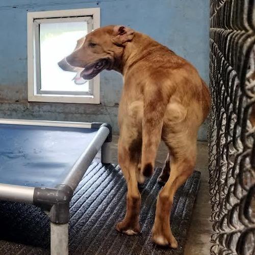 Enlarge Shea, a Adoptable Mixed Breed in Brooksville, KY image 2/3