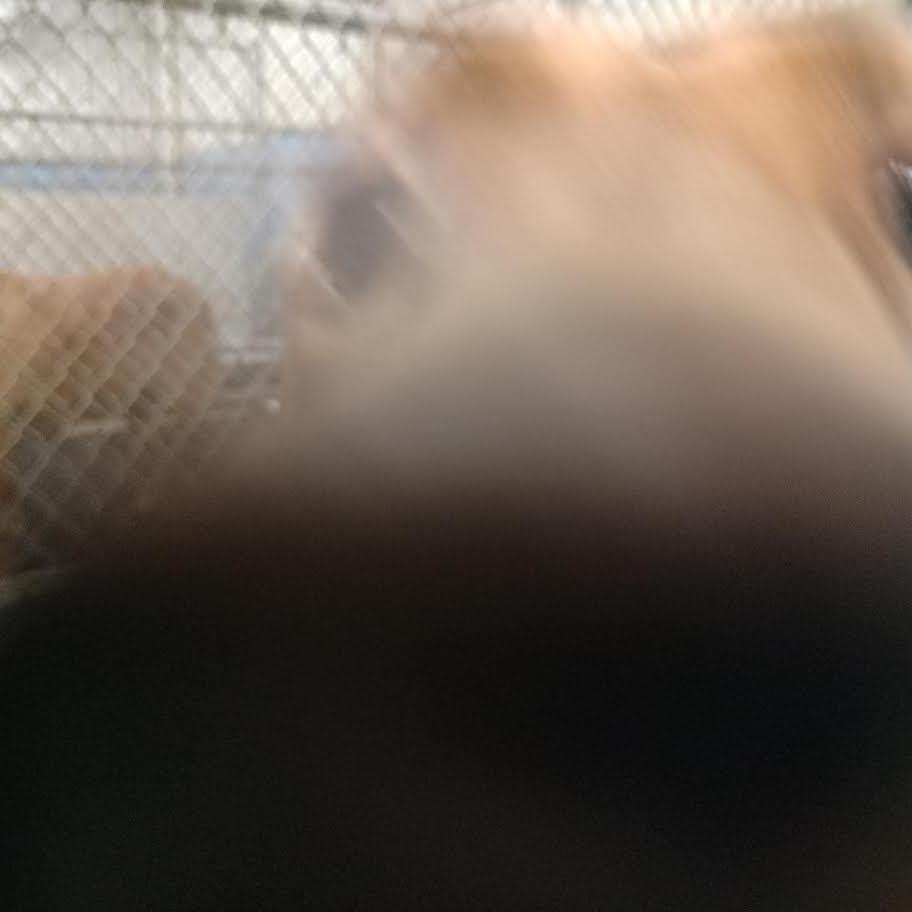 Enlarge Shea, a Adoptable Mixed Breed in Brooksville, KY image 3/3