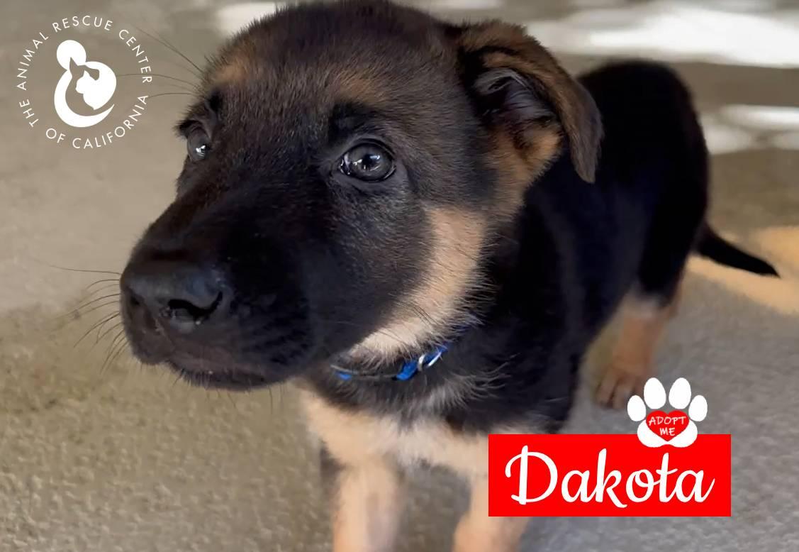 Dakota, a Adoptable German Shepherd Dog in Coachella, CA image 4/6