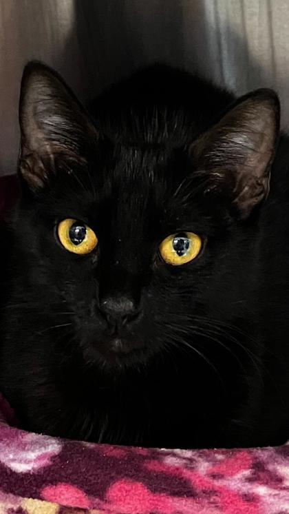 Enlarge Beatrice, a Adoptable mixed breed in Venice, FL image 1/1