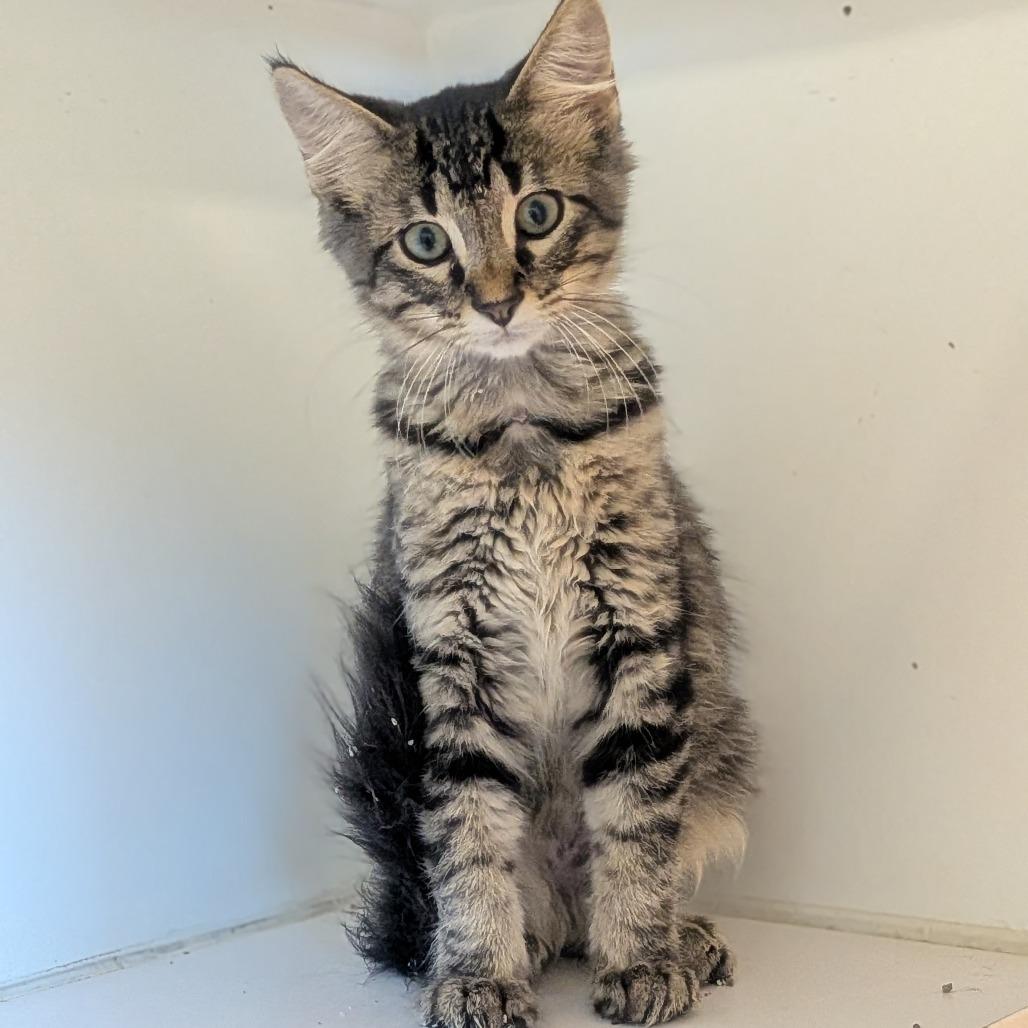 Charlie, Adoptable, Kitten Male Domestic Medium Hair.