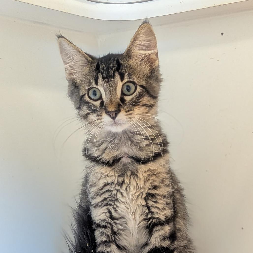 Enlarge Charlie, a Adoptable Domestic Medium Hair in Prairie du Chien, WI image 2/2