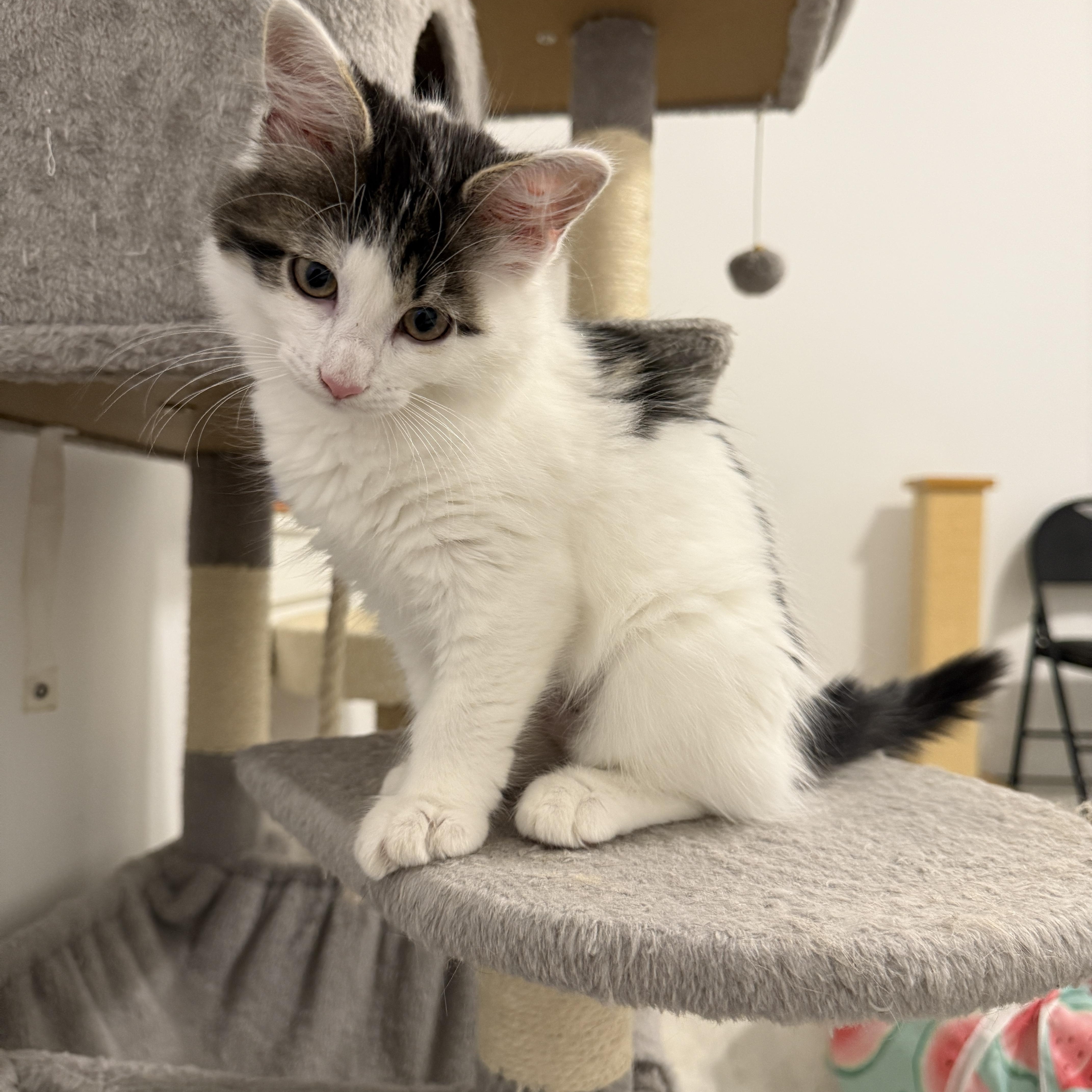 Lily's Kittens: Primrose, Baby Female unknown