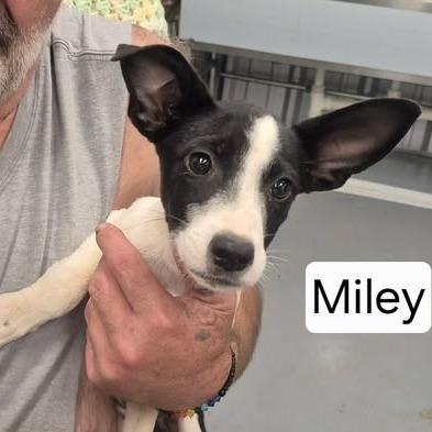 Miley, Adoptable, Young Female Terrier & Mixed Breed.