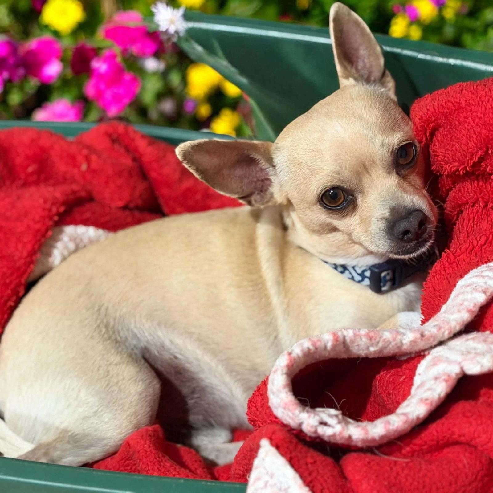 Enlarge Rocky Dee in TX, a Adoptable Chihuahua in Cranston, RI image 1/2