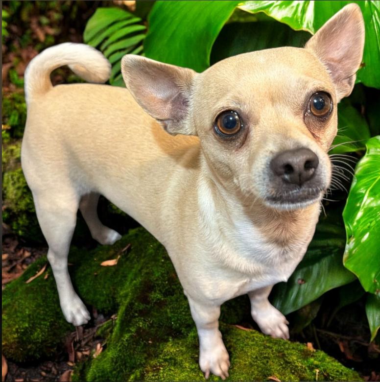 Rocky Dee in TX, Adoptable, Young Male Chihuahua.