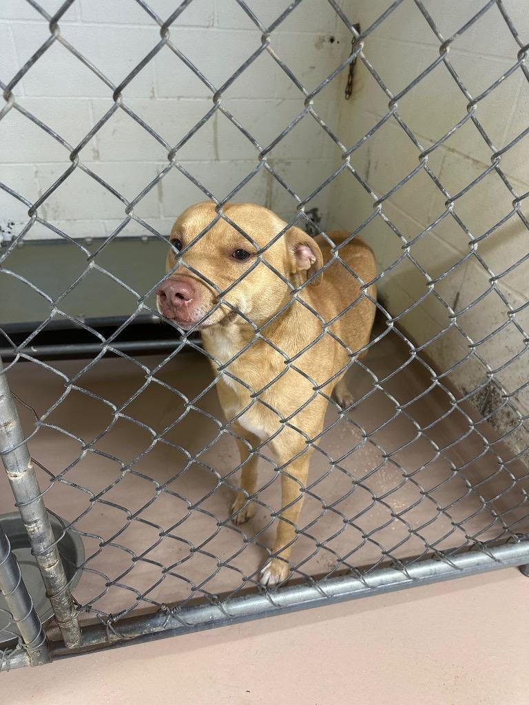Rudolph, Adoptable, Adult Male Pit Bull Terrier & Black Mouth Cur.