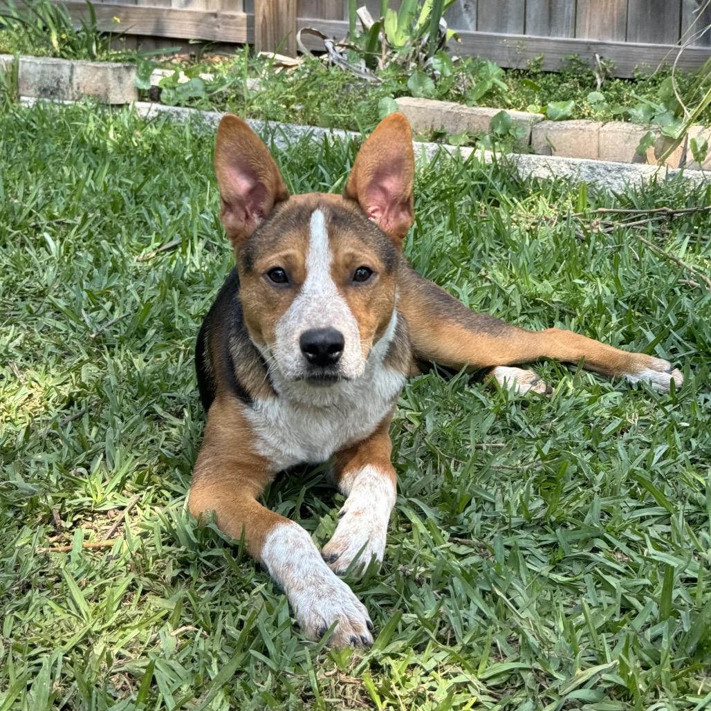 Enlarge Chowder, a Adoptable mixed breed in Hollister, FL image 1/5