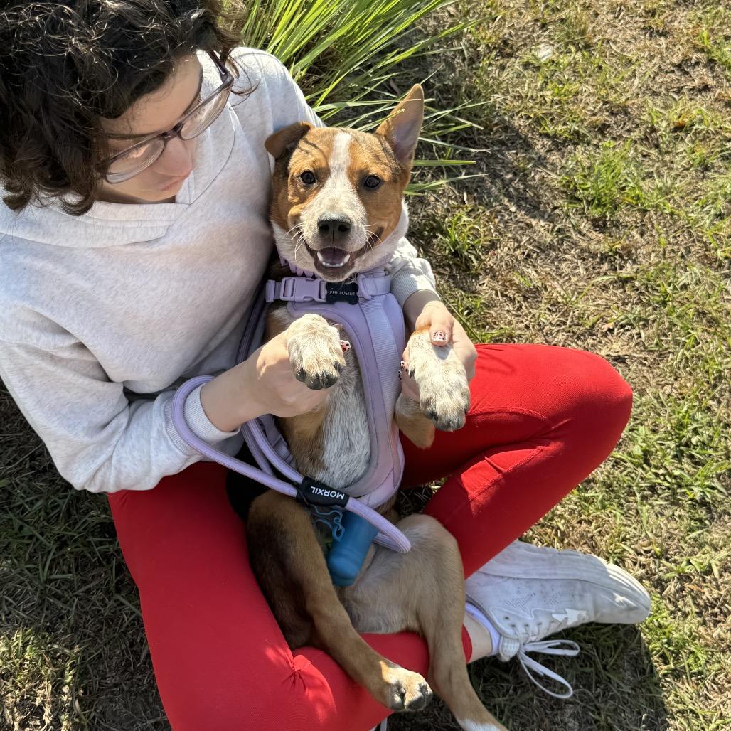 Enlarge Chowder, a Adoptable mixed breed in Hollister, FL image 4/5