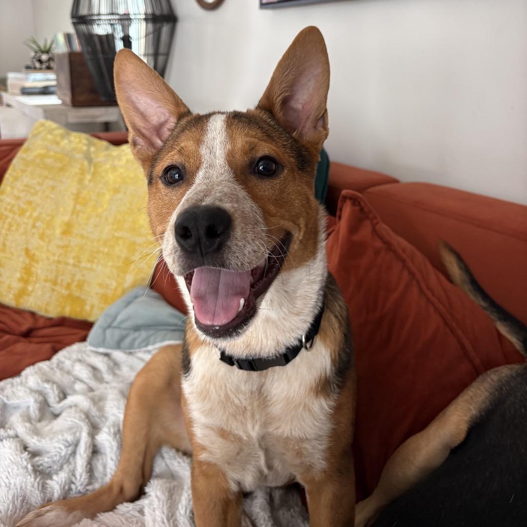 Chowder, Adoptable, Young Male Corgi & Cattle Dog.