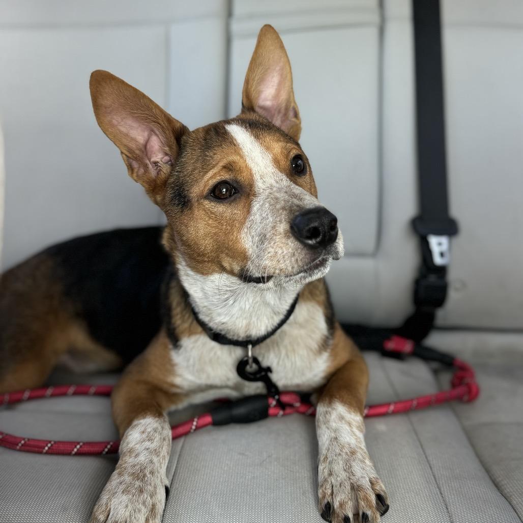 Enlarge Chowder, a Adoptable mixed breed in Hollister, FL image 3/5