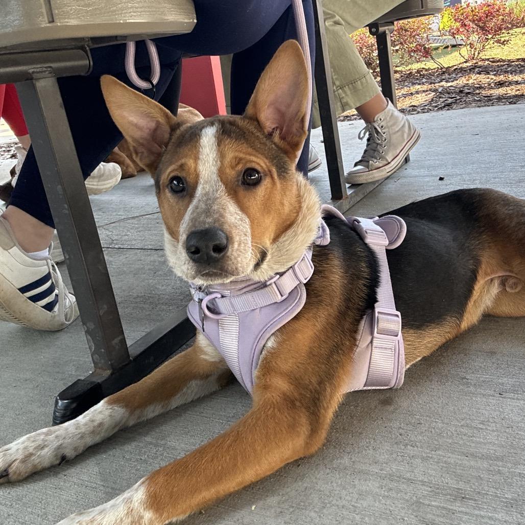 Enlarge Chowder, a Adoptable mixed breed in Hollister, FL image 5/5