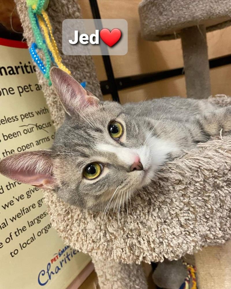 Jed, Adopted, Kitten Male Tabby.