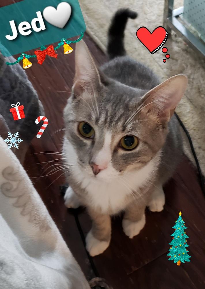 Enlarge Jed, a Adopted Tabby in Willingboro, NJ image 2/4