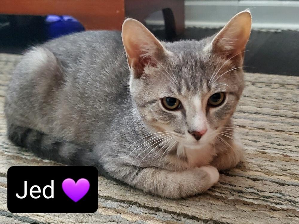 Enlarge Jed, a Adopted Tabby in Willingboro, NJ image 3/4