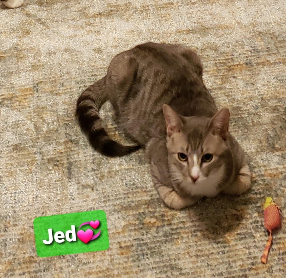 Enlarge Jed, a Adopted Tabby in Willingboro, NJ image 4/4