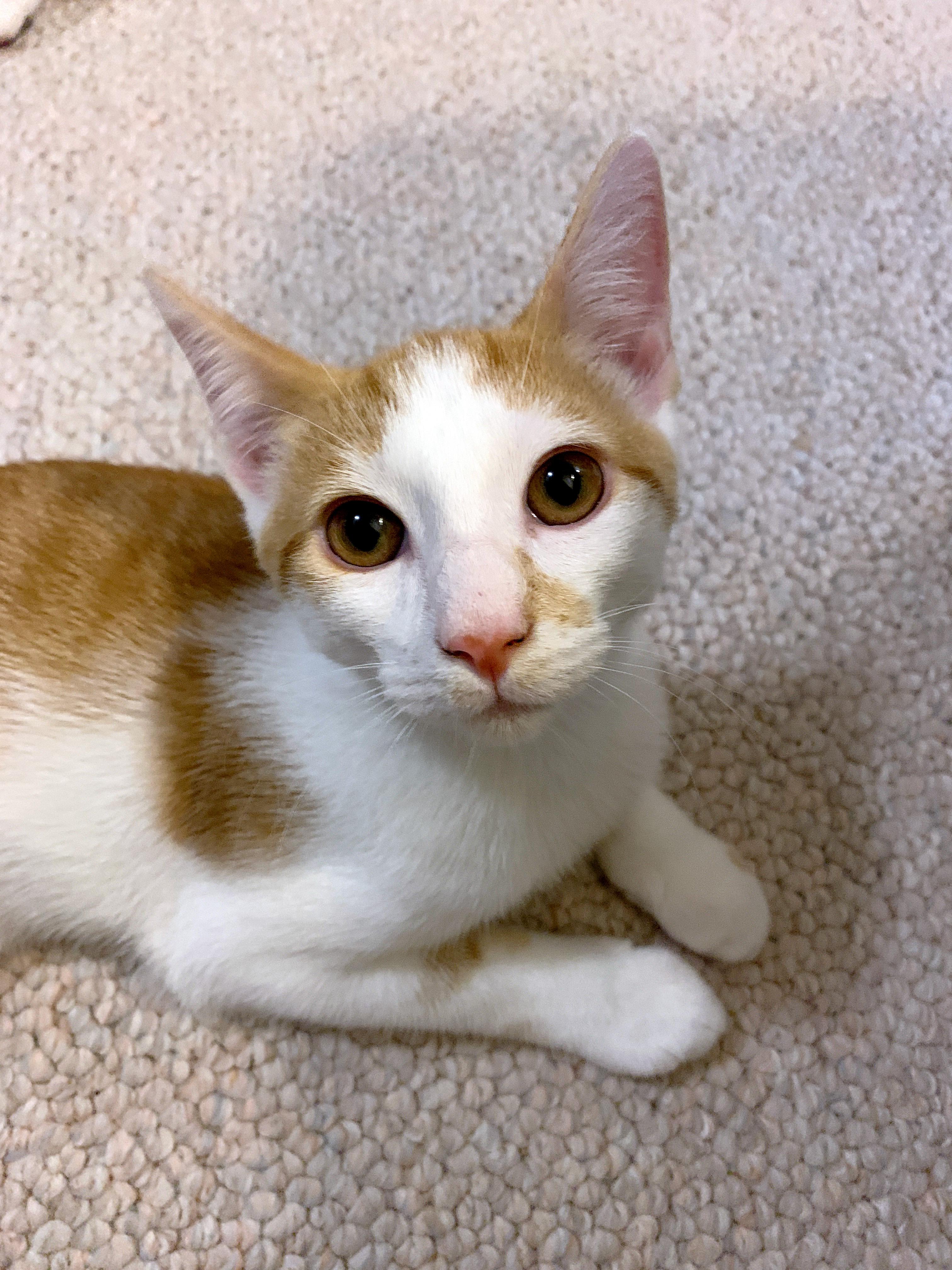 Luca