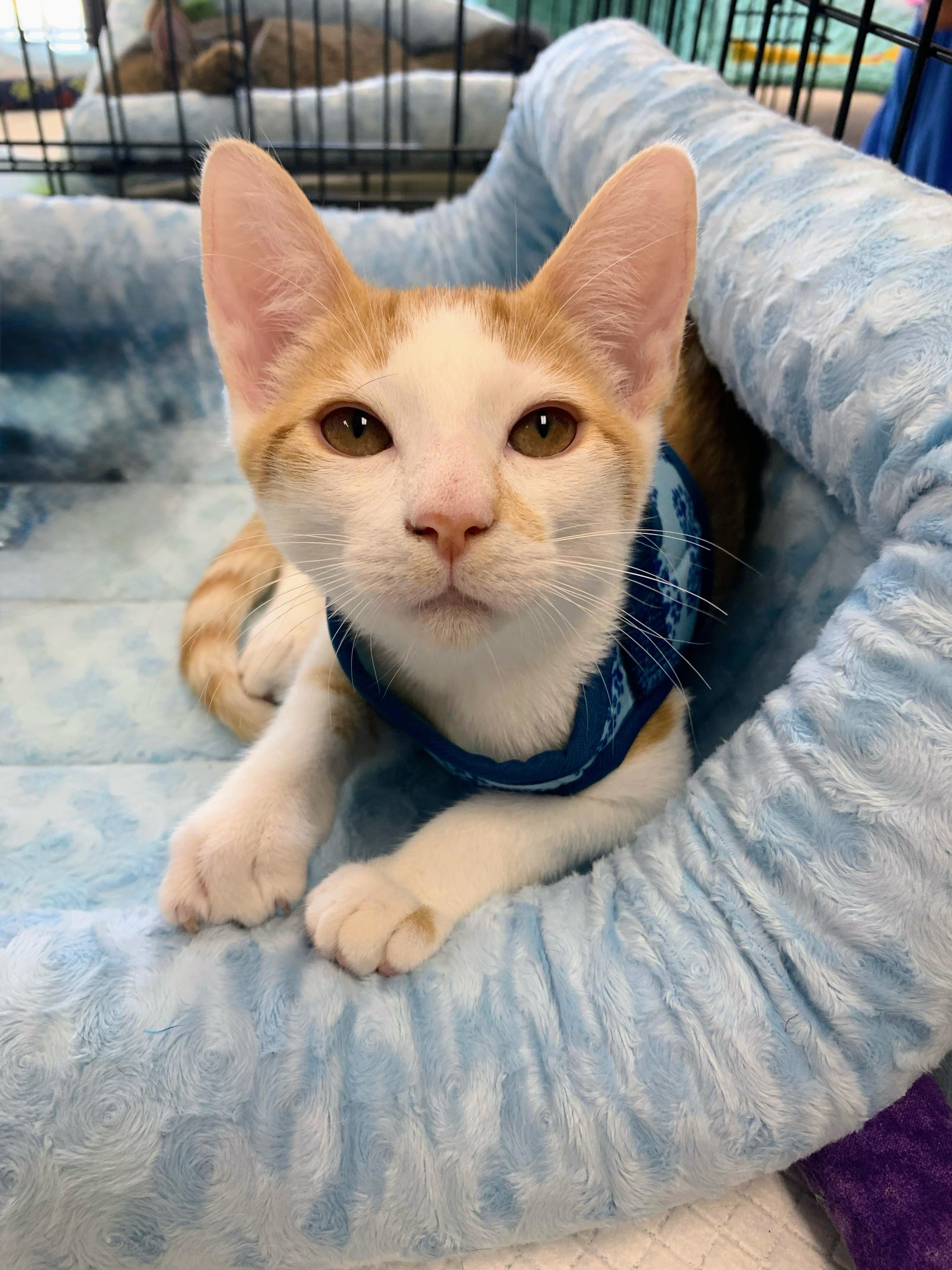 Luca, Young Male unknown
