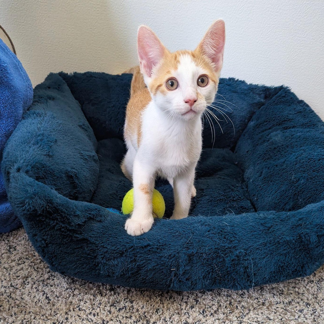 Luca