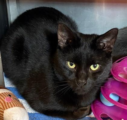 Lucifer**Bonded with Stormi**, Adoptable, Adult Male Domestic Short Hair & Domestic Short Hair.