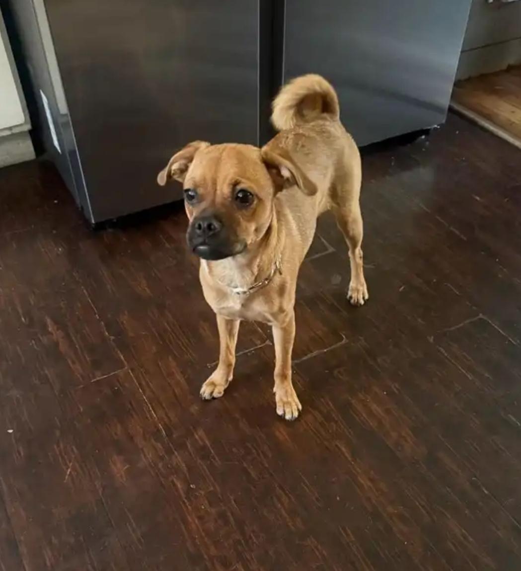 PIP, Adoptable, Young Female Pug & Chihuahua.