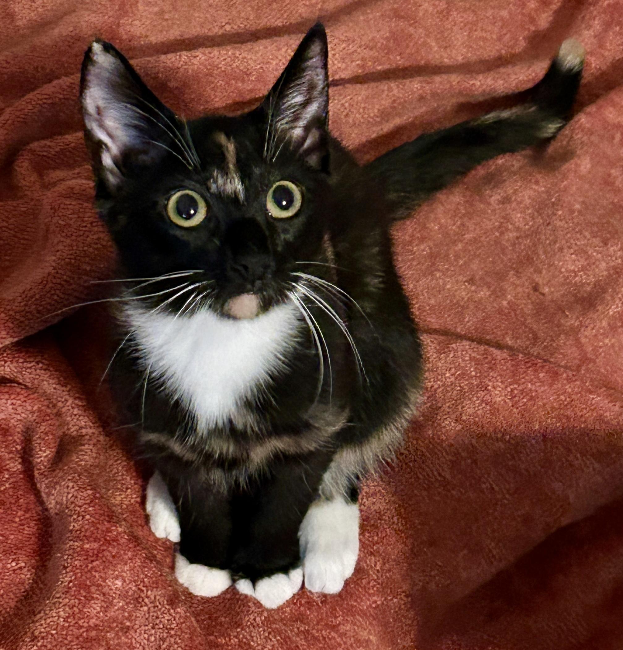 Enlarge Mittens, a Adopted Domestic Short Hair in Fayetteville, NC image 1/6