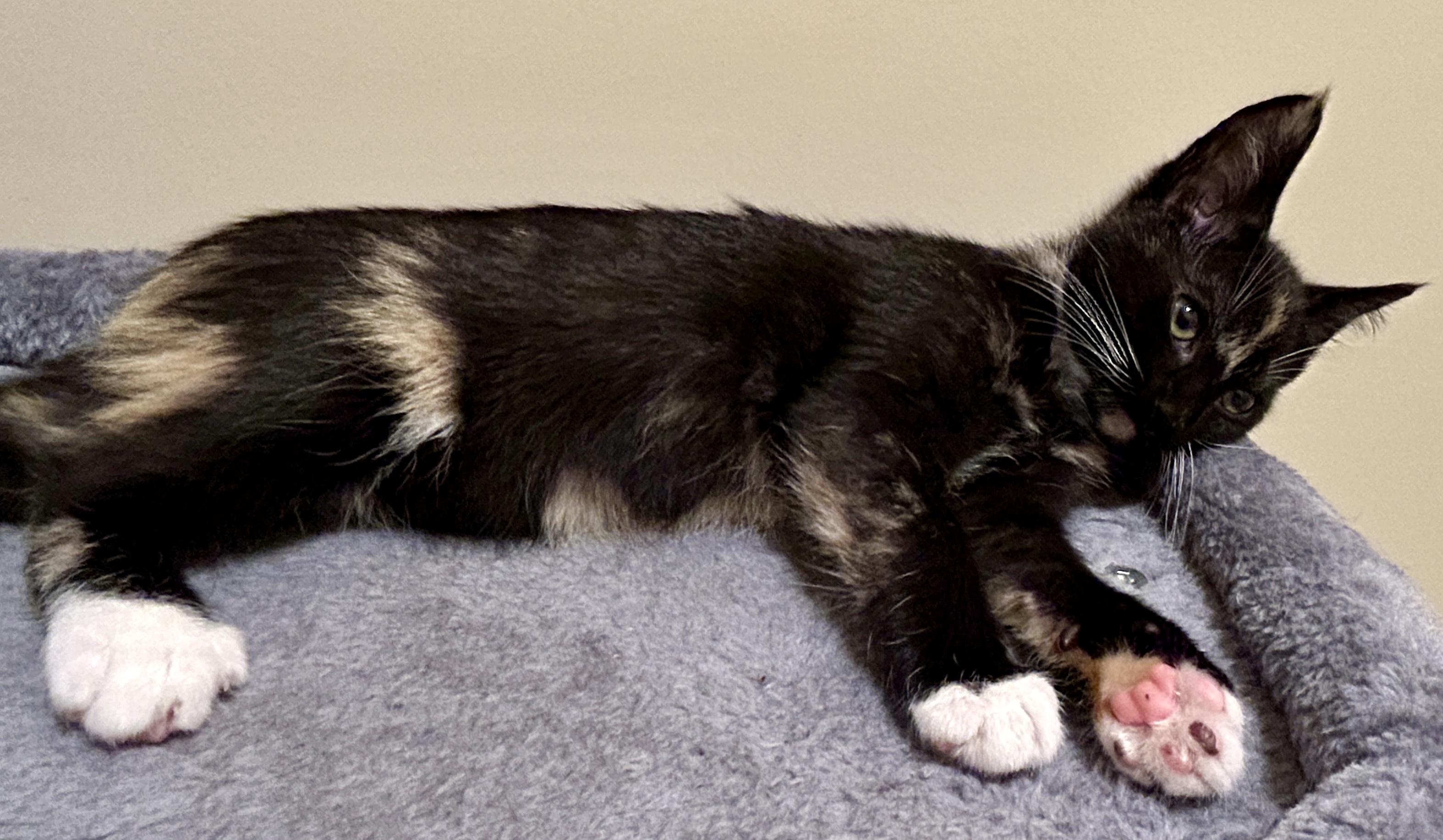 Enlarge Mittens, a Adopted Domestic Short Hair in Fayetteville, NC image 5/6