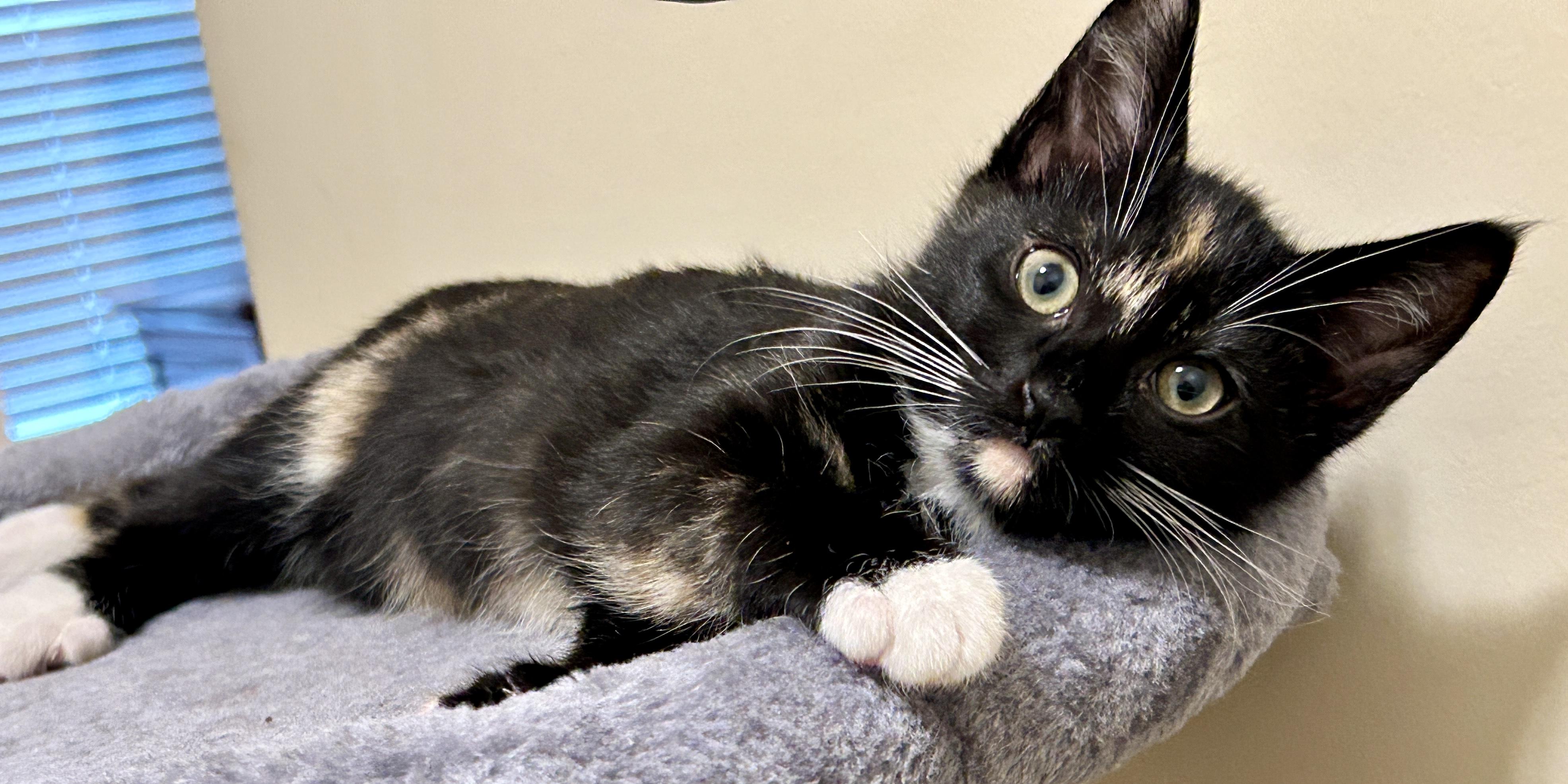Enlarge Mittens, a Adopted Domestic Short Hair in Fayetteville, NC image 3/6