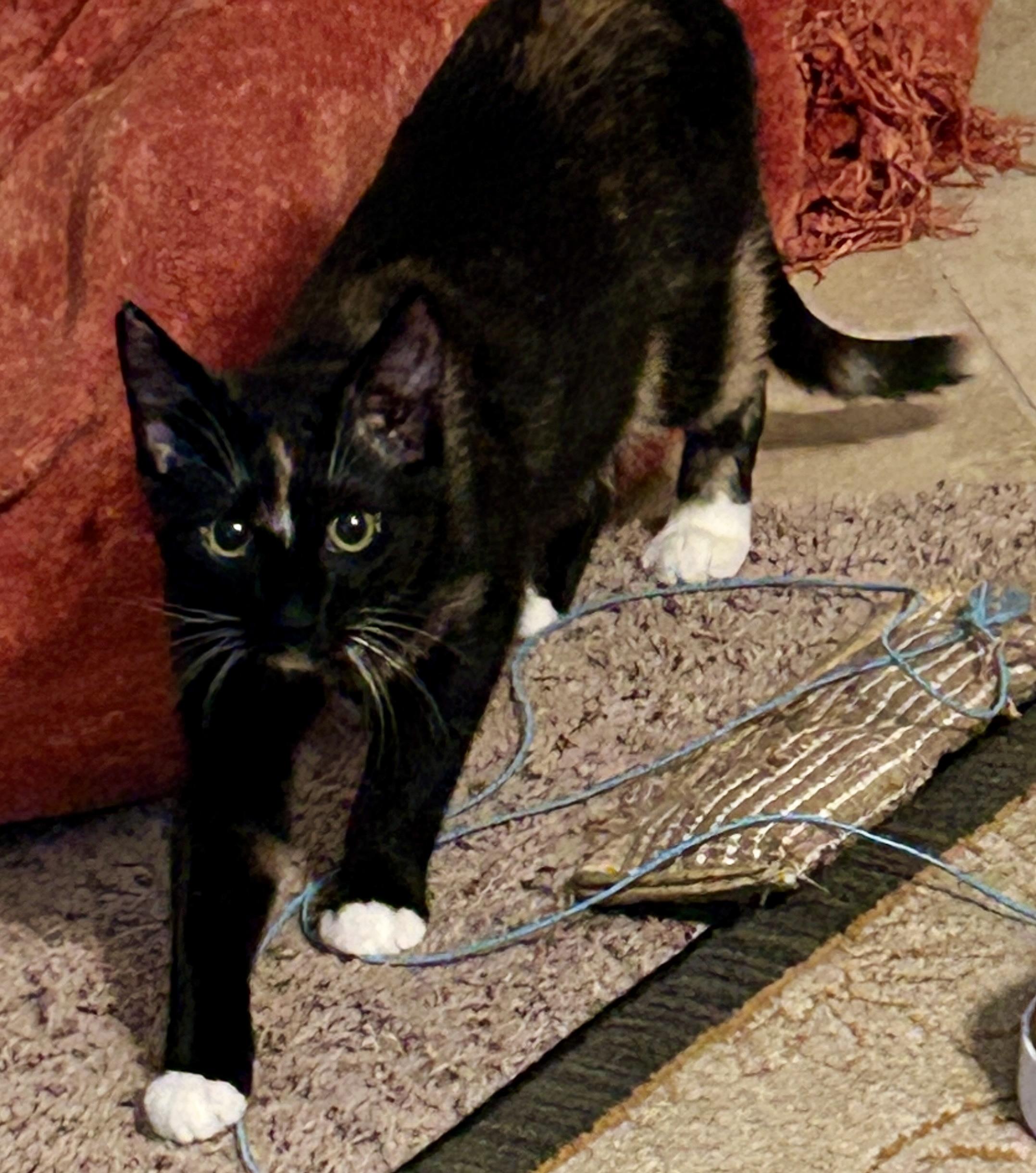Enlarge Mittens, a Adopted Domestic Short Hair in Fayetteville, NC image 2/6