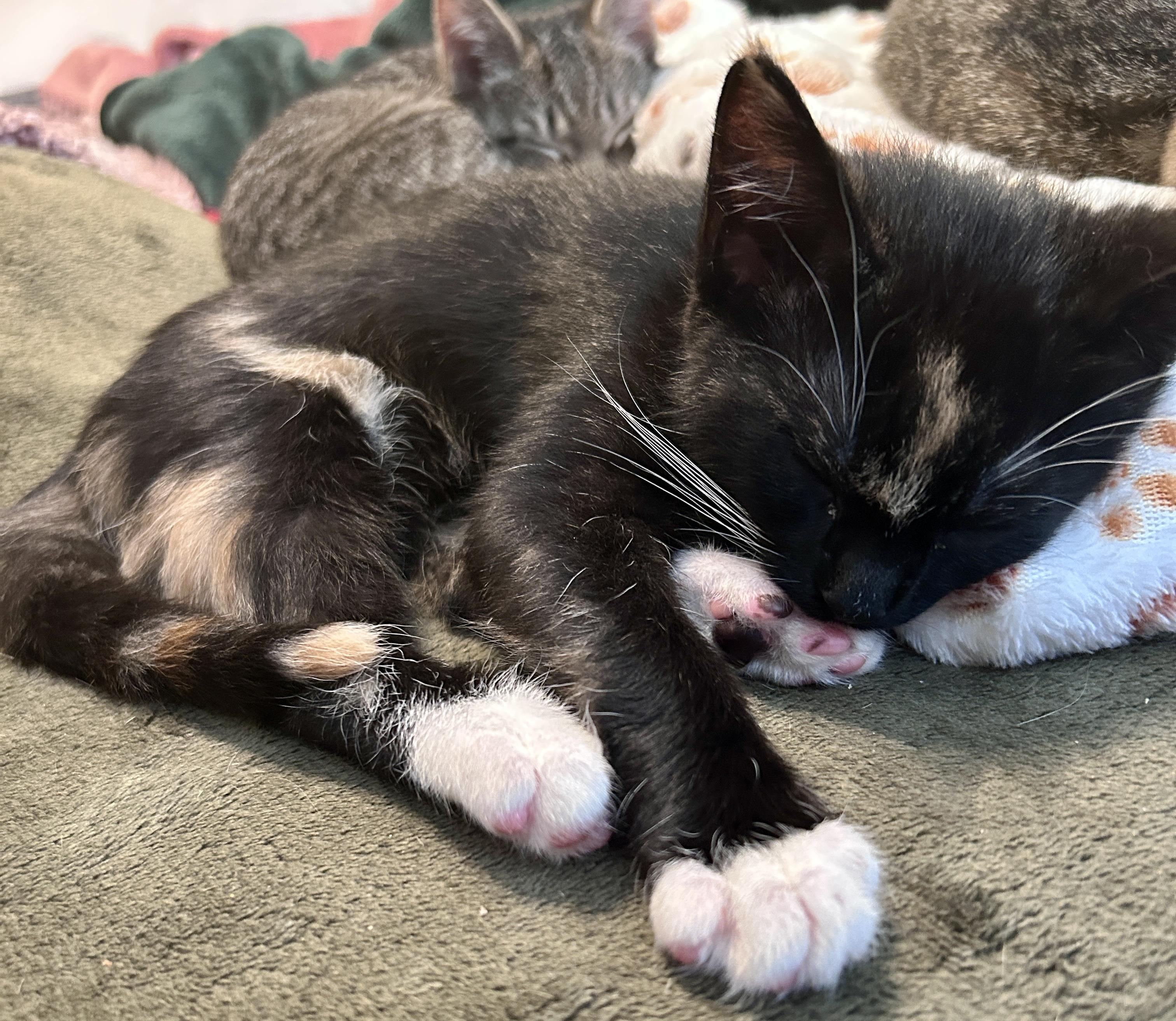 Enlarge Mittens, a Adopted Domestic Short Hair in Fayetteville, NC image 6/6