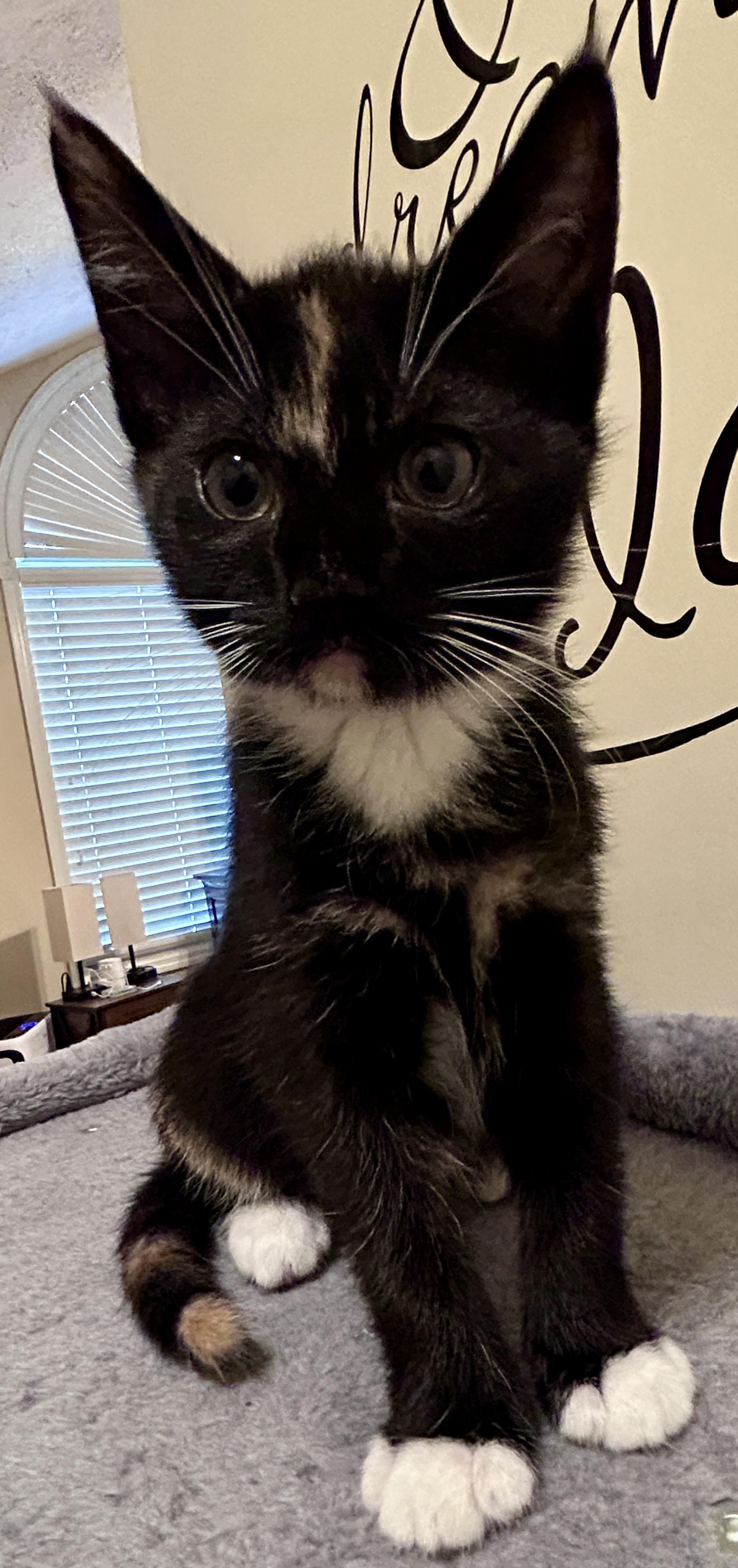 Enlarge Mittens, a Adopted Domestic Short Hair in Fayetteville, NC image 4/6