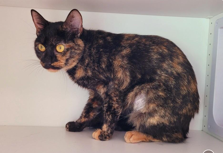 Enlarge Indie, a Adopted Tortoiseshell in Williston, FL image 1/4