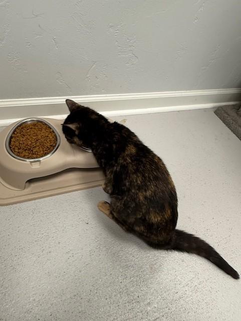 Enlarge Indie, a Adopted Tortoiseshell in Williston, FL image 2/4