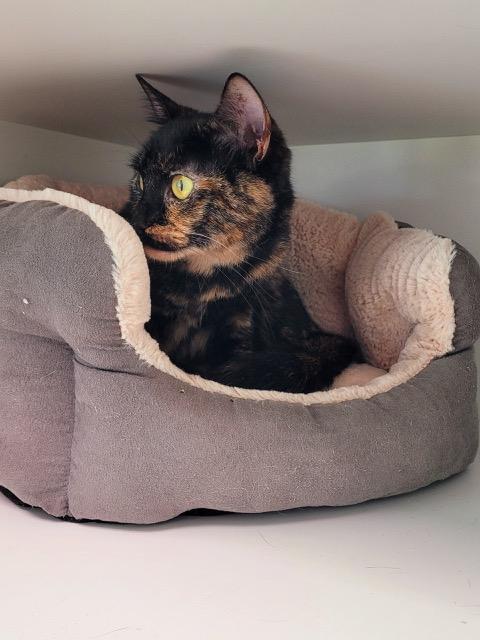 Enlarge Indie, a Adopted Tortoiseshell in Williston, FL image 4/4