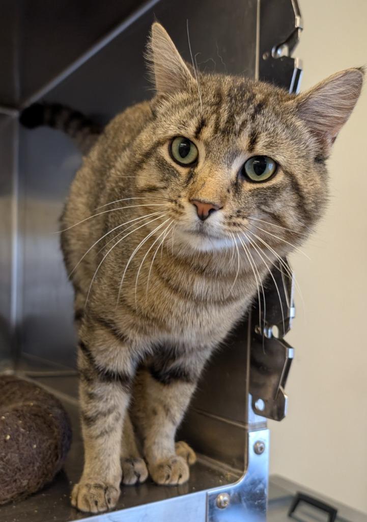 Hey, Adopted, Adult Male Domestic Short Hair.