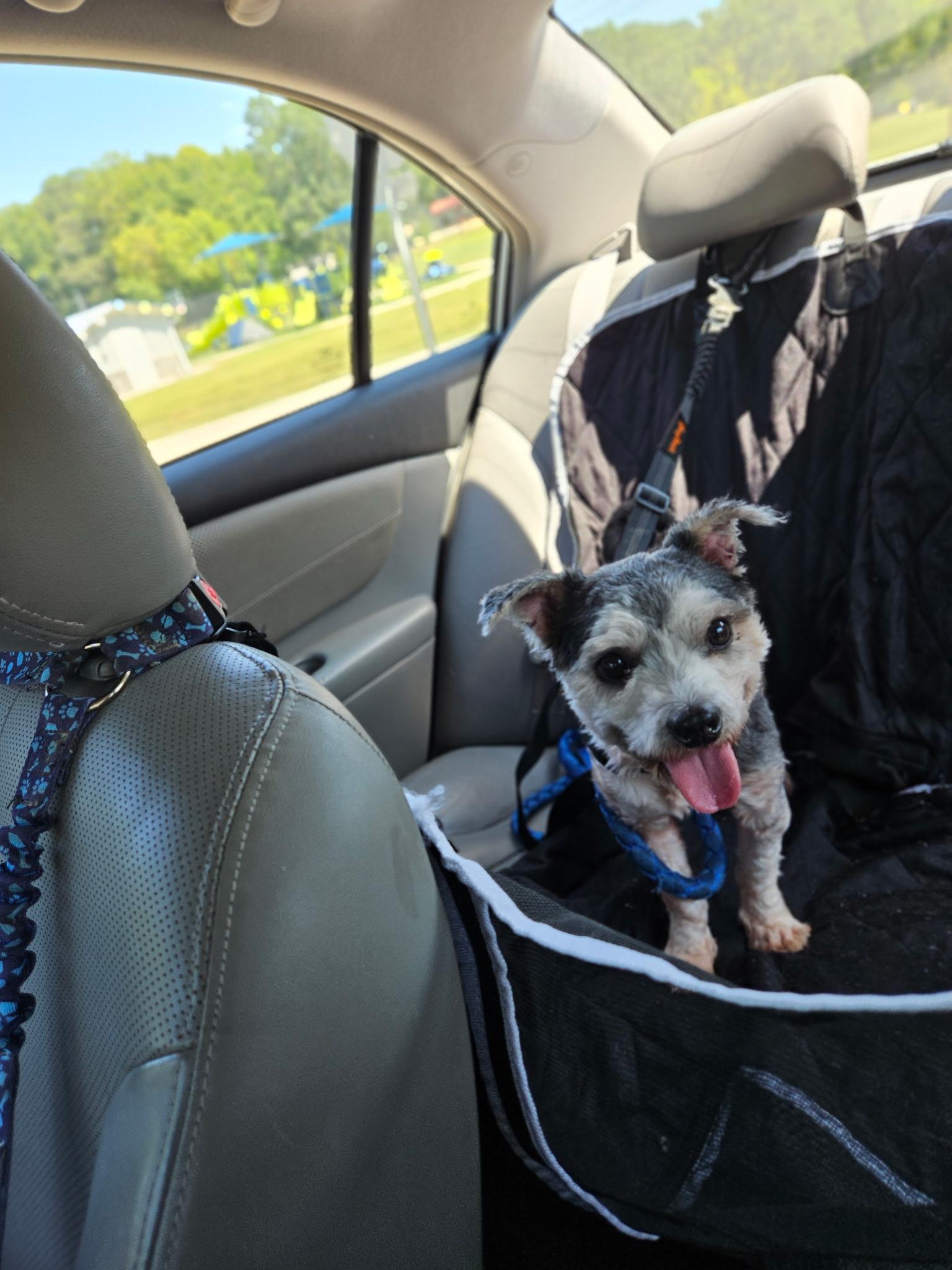 Enlarge Shinney, a Adopted mixed breed in Angier , NC image 4/5
