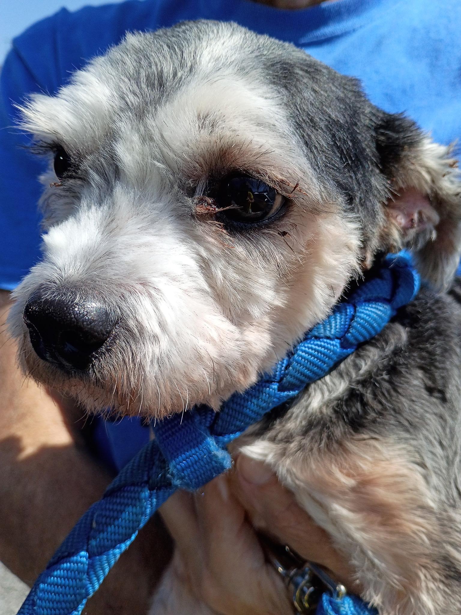 Enlarge Shinney, a Adopted mixed breed in Angier , NC image 2/5