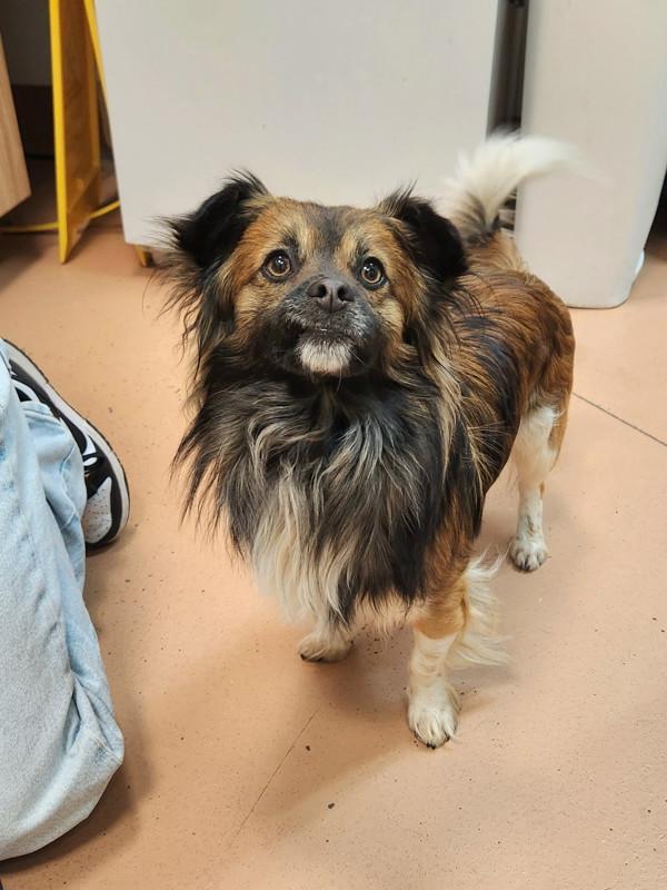 Maverick, Adoptable, Adult Male Papillon & Chihuahua.
