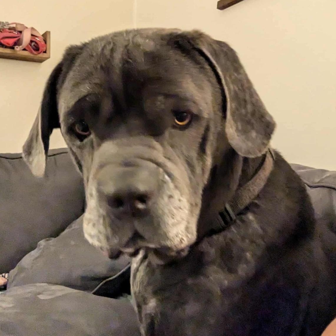 Enlarge Juice, a Adoptable Cane Corso in Conway, SC image 1/6