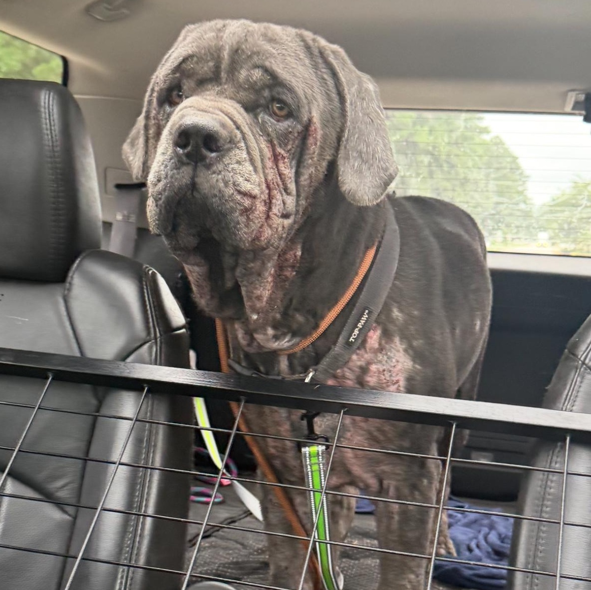 Enlarge Juice, a Adoptable Cane Corso in Conway, SC image 3/6