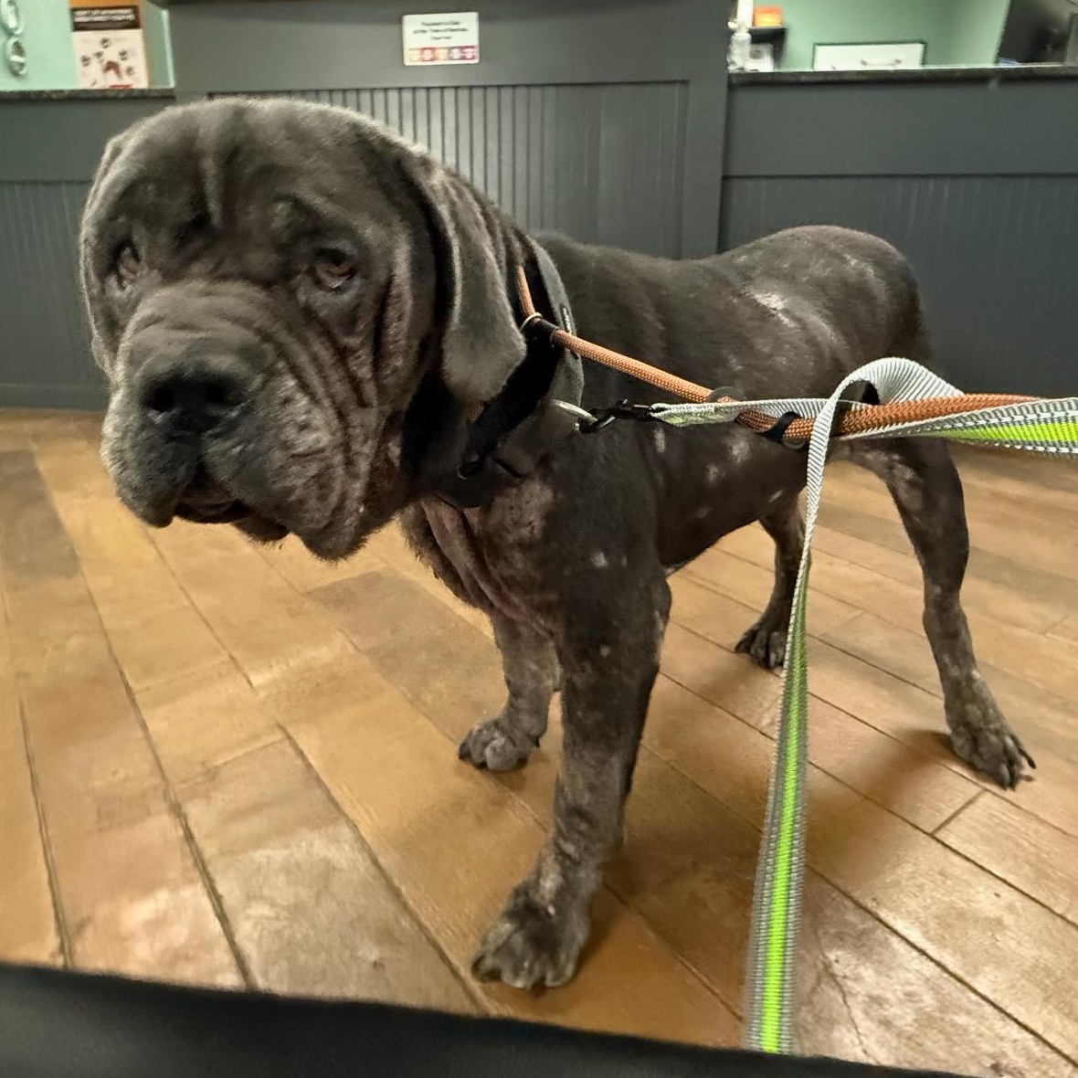 Enlarge Juice, a Adoptable Cane Corso in Conway, SC image 5/6